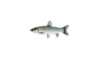 Малек амура